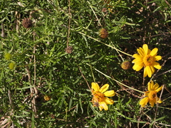 Sidneya tenuifolia