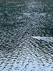 Mergus merganser merganser