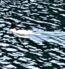 Mergus merganser merganser