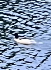 Mergus merganser merganser