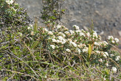 Pimelea cryptica