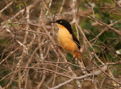 Donacobius atricapilla