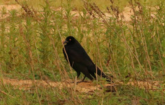 Molothrus oryzivorus