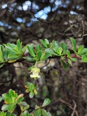 Escallonia myrtilloides