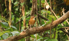 Furnarius leucopus