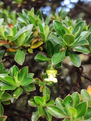Escallonia myrtilloides