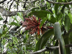 Bromelia