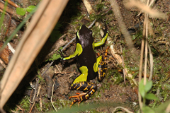 Mantella madagascariensis