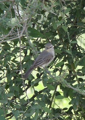 Bradornis microrhynchus