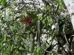 Bromelia