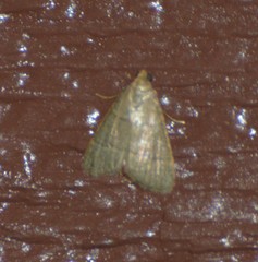 Hypsopygia binodulalis