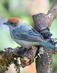 Stilpnia vitriolina