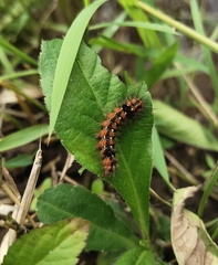 Nyctemera lacticinia