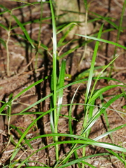 Poa anceps anceps