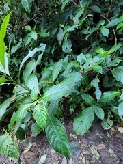 Coffea arabica