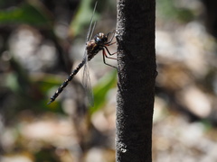 Austroaeschna parvistigma