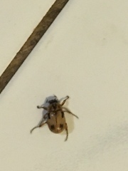 Cyclocephala signaticollis