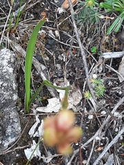 Burchardia umbellata