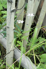 Geranium richardsonii