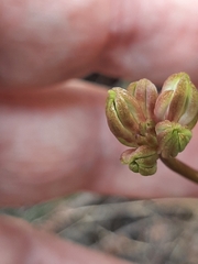 Burchardia umbellata