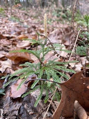 Dendrolycopodium hickeyi