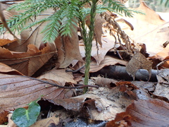 Dendrolycopodium hickeyi