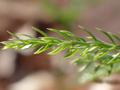 Dendrolycopodium hickeyi