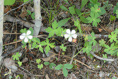 Geranium richardsonii