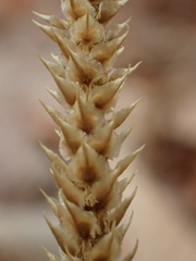 Dendrolycopodium hickeyi