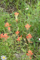 Castilleja nelsonii