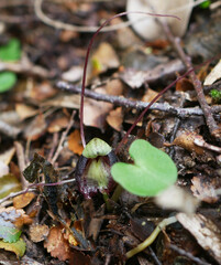 Corybas confusus