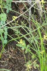Sisymbrium altissimum