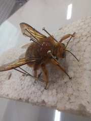Neoxylocopa