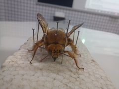 Neoxylocopa