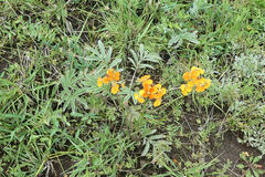 Erysimum capitatum