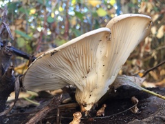 Pleurotus populinus