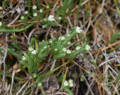 Kelleria dieffenbachii
