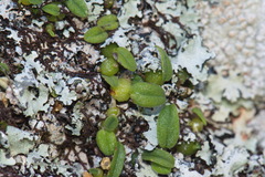 Bulbophyllum pygmaeum