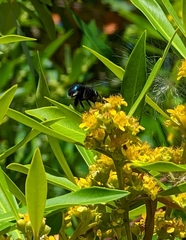 Xylocopa bombylans