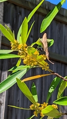 Xylocopa bombylans