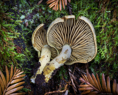 Gymnopilus punctifolius
