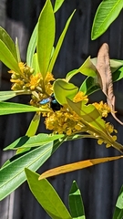 Xylocopa bombylans