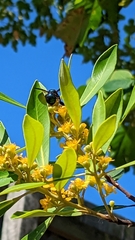 Xylocopa bombylans