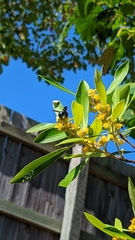 Xylocopa bombylans