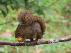 Sciurus ignitus