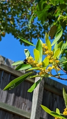 Xylocopa bombylans