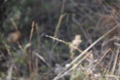 Helictochloa bromoides