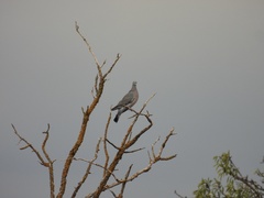 Columba palumbus palumbus
