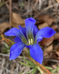Gentiana autumnalis