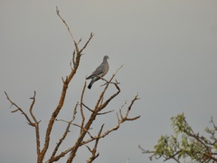 Columba palumbus palumbus